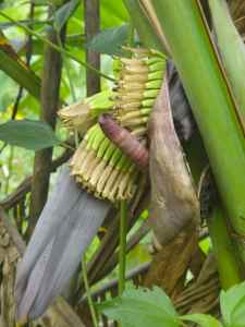 Wild banana flower, with blossoms beginning to turn to fruit.