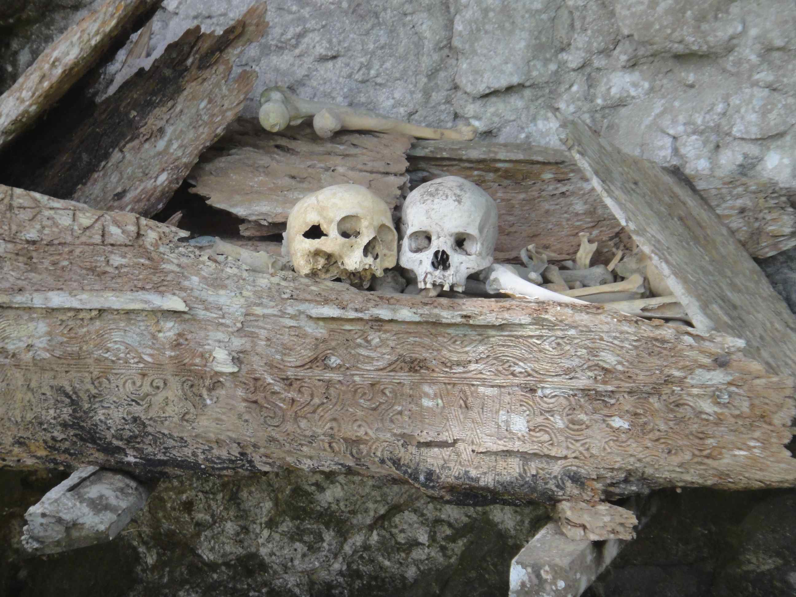 Skulls on top of the crumbling wood of a carved coffin. Hanging graves, Kete Kesu, Tana Toraja
