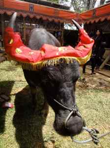 Valuable black buffalo with scarlet head dress over its horns. Tana Toraja, Sulawesi, Indonesia.
