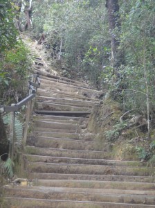 Wood-edged earth steps at beginning of Summit Trail. Mount Kinabalu.